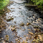 Kisdon Force